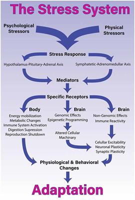 Frontiers | A Comprehensive Overview On Stress Neurobiology: Basic ...